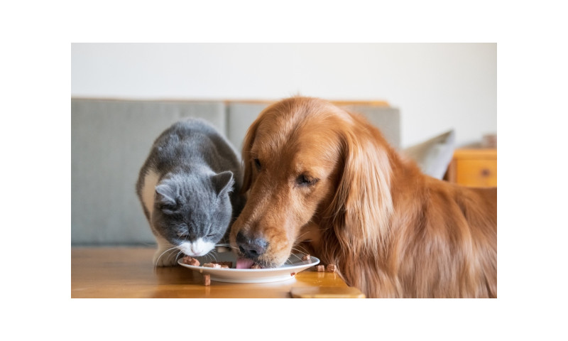 Alimentación en perros y gatos con Ownat